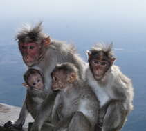 Image of Bonnet Macaque