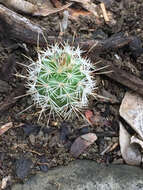 Image of Echinocereus fitchii subsp. bergmannii