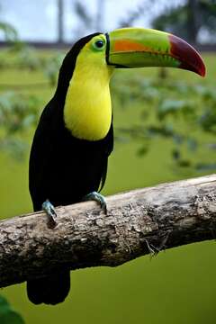 Image of Keel-billed Toucan