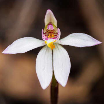 Image of Caladenia campbellii D. L. Jones