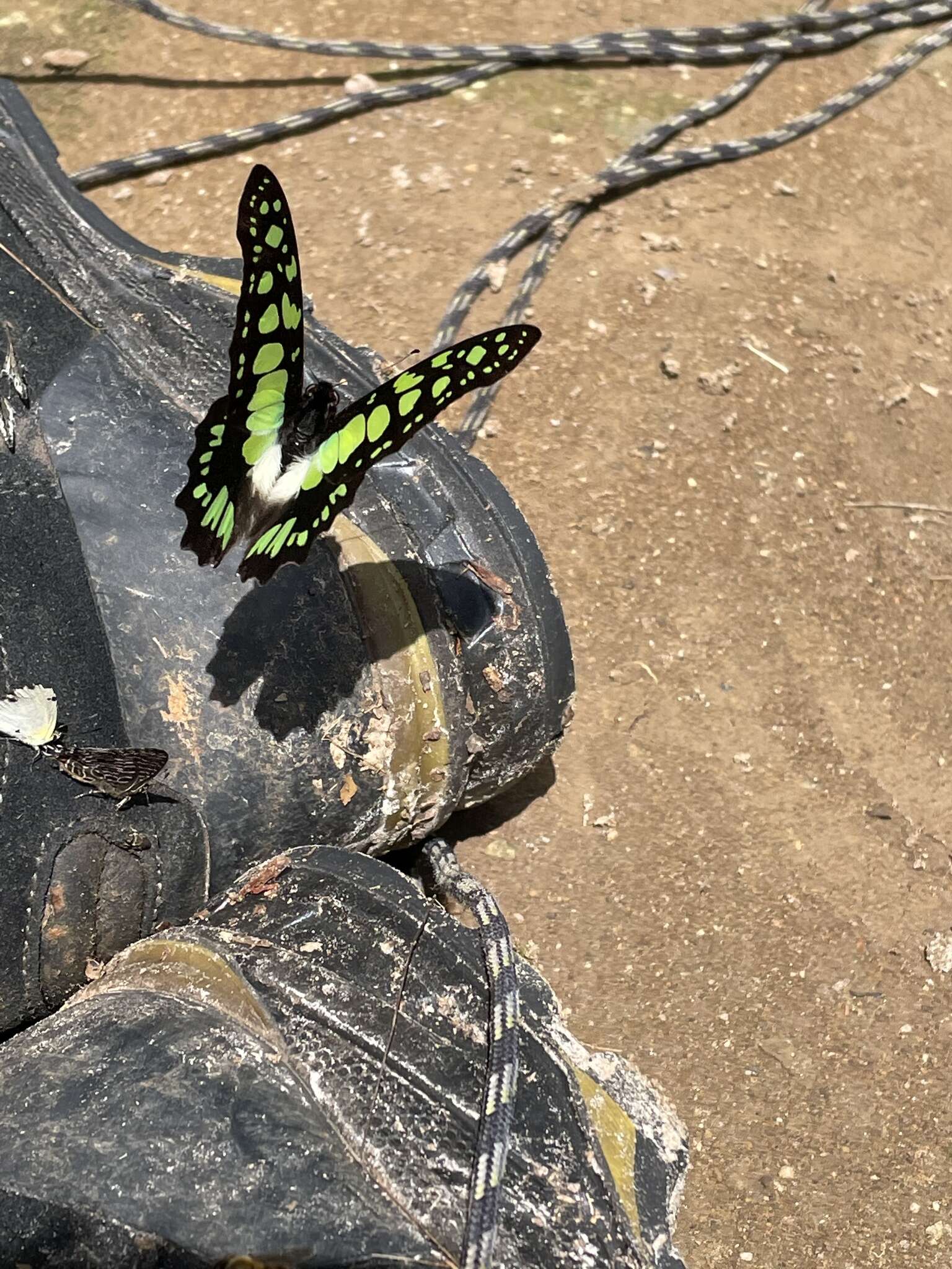 Sivun Graphium tynderaeus (Fabricius 1793) kuva