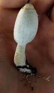 Imagem de Coprinus spadiceisporus Bogart 1976