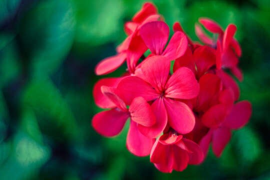 Imagem de Pelargonium hortorum Bailey