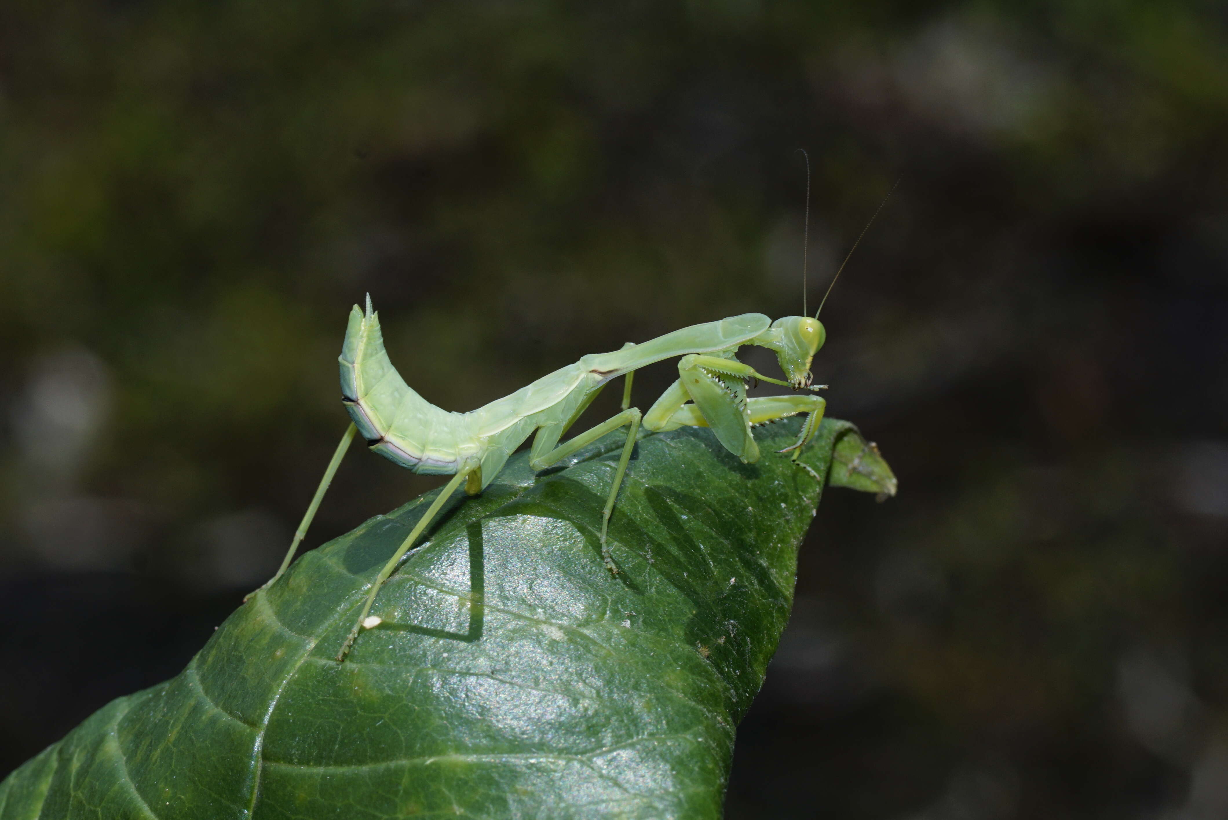 Miomantis resmi