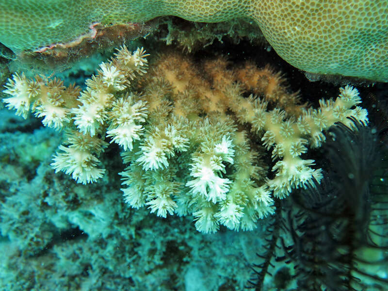 Image of razor coral