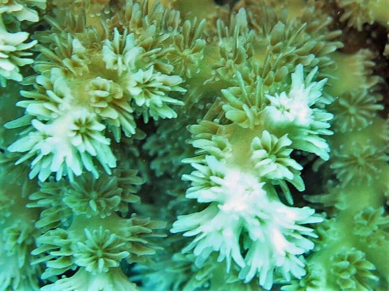 Image of razor coral