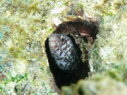 Image of Common Conger