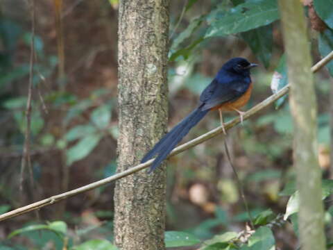 Image of White-rumped Shama