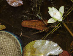 Image de Nymphaea jamesoniana Planch.