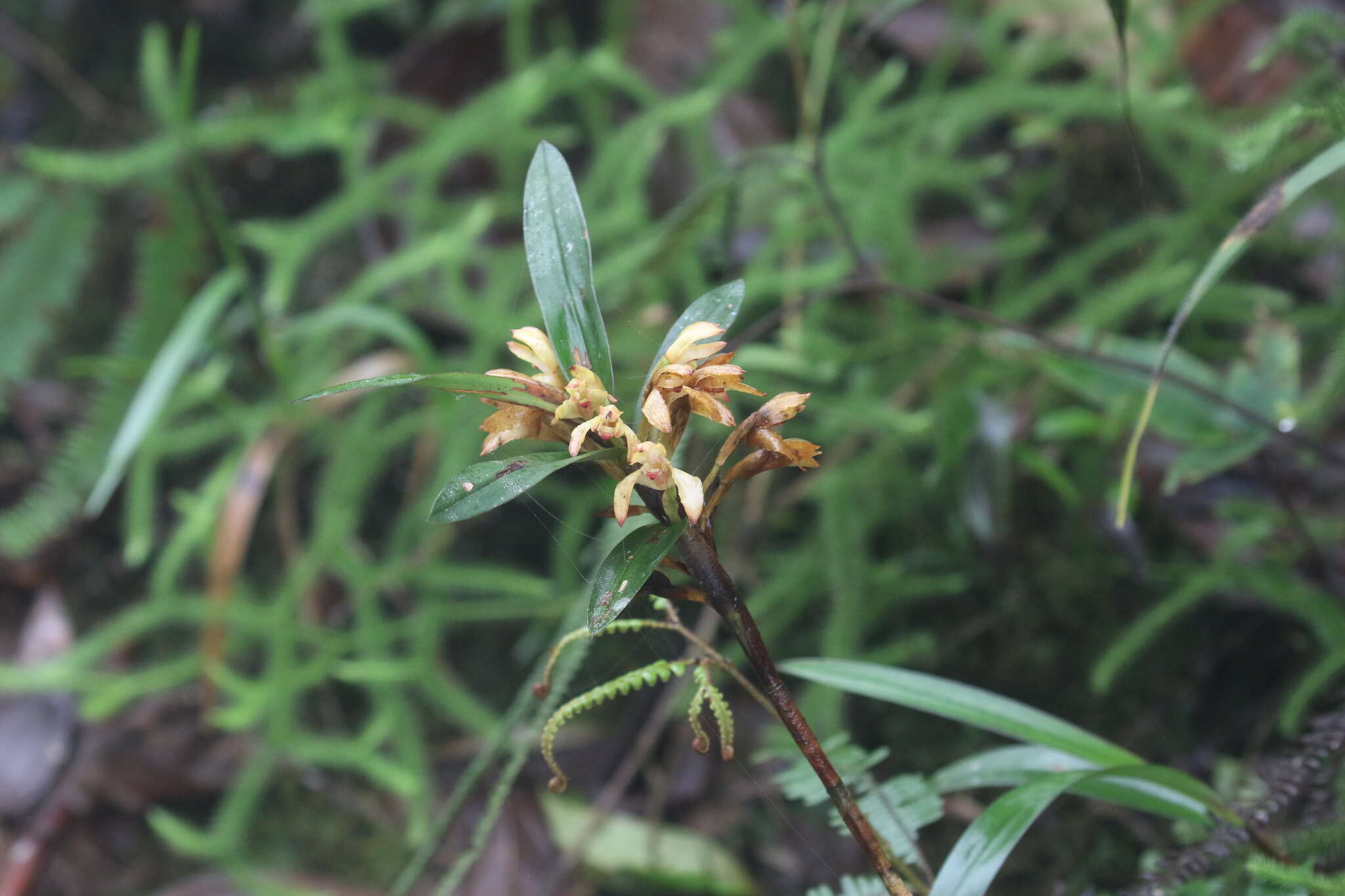 Image of Maxillaria embreei Dodson