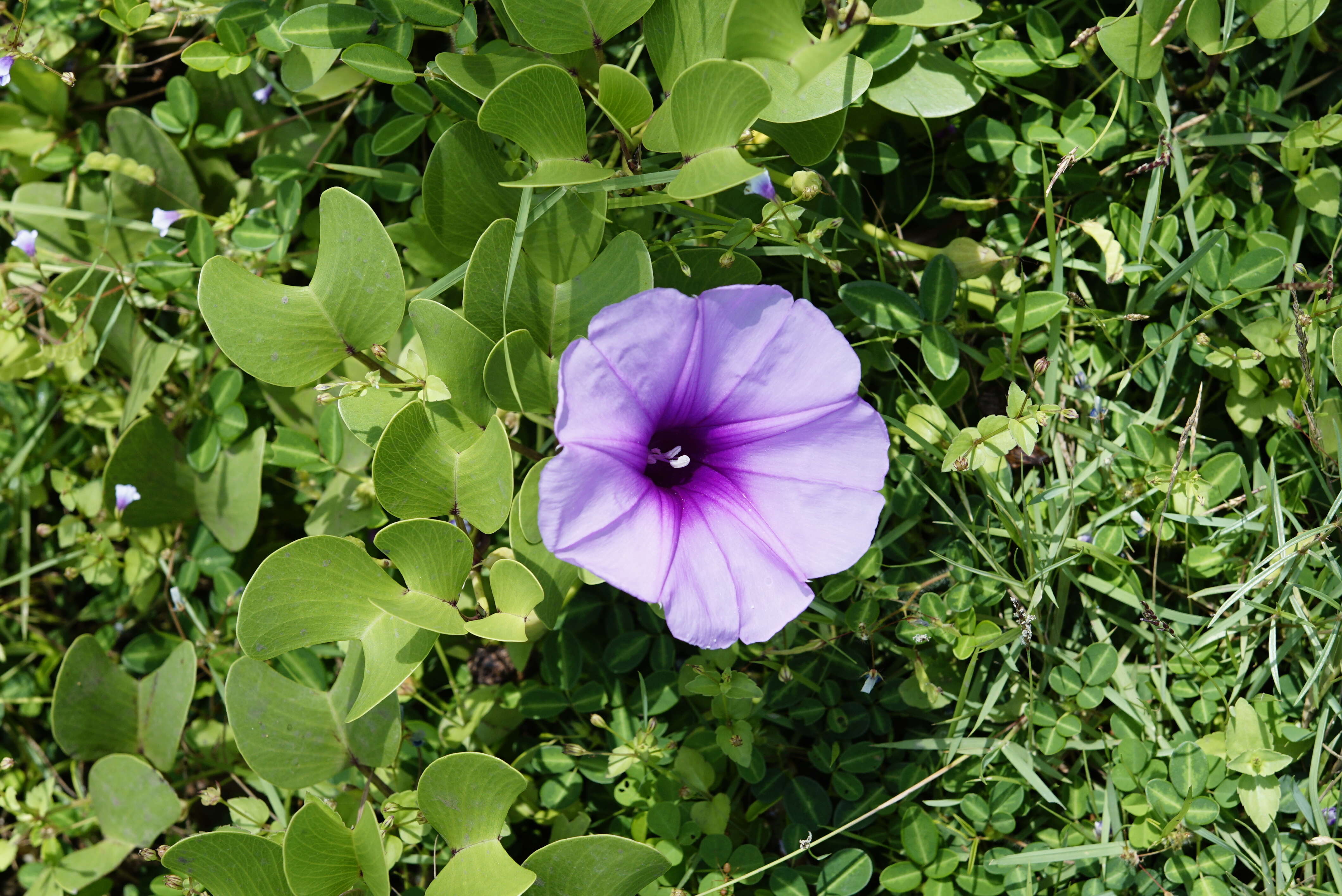 Ipomoea pes-caprae (L.) R. Brown resmi