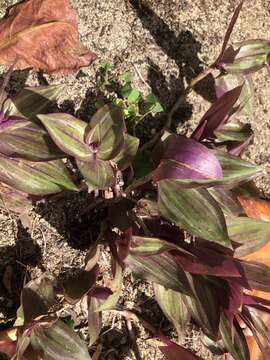 Image of Tradescantia zebrina var. zebrina