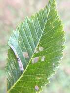 Image of Phyllonorycter argentinotella (Clemens 1859)