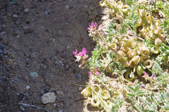 Image of Astragalus lentiginosus var. pseudiodanthus