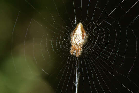 Image of Cyclosa conica (Pallas 1772)