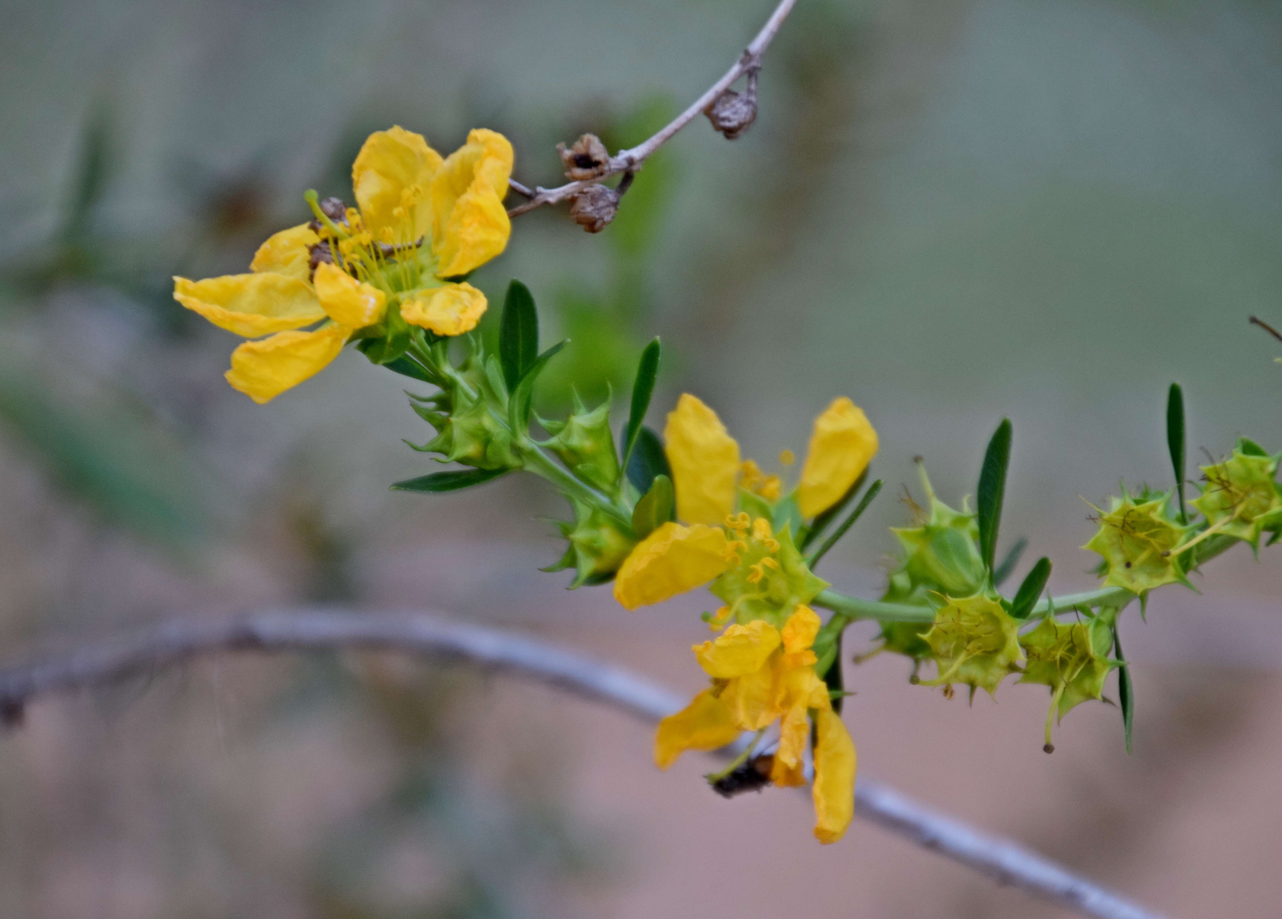 Plancia ëd Heimia salicifolia (Kunth) Link