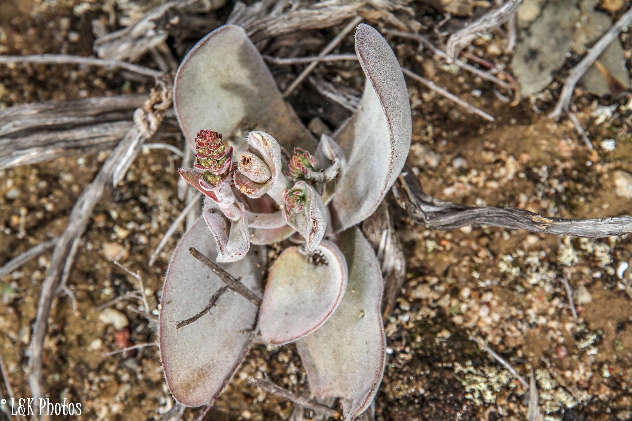 Слика од Crassula cotyledonis Thunb.