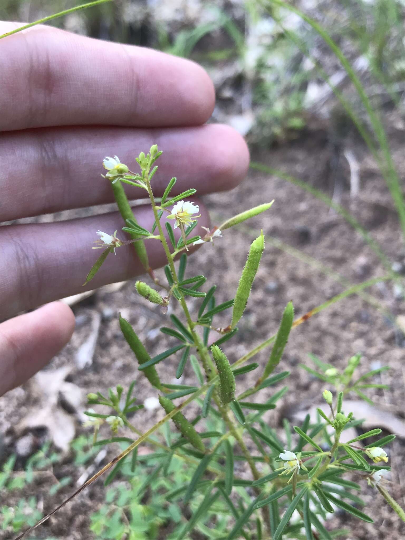 Image of James' clammyweed