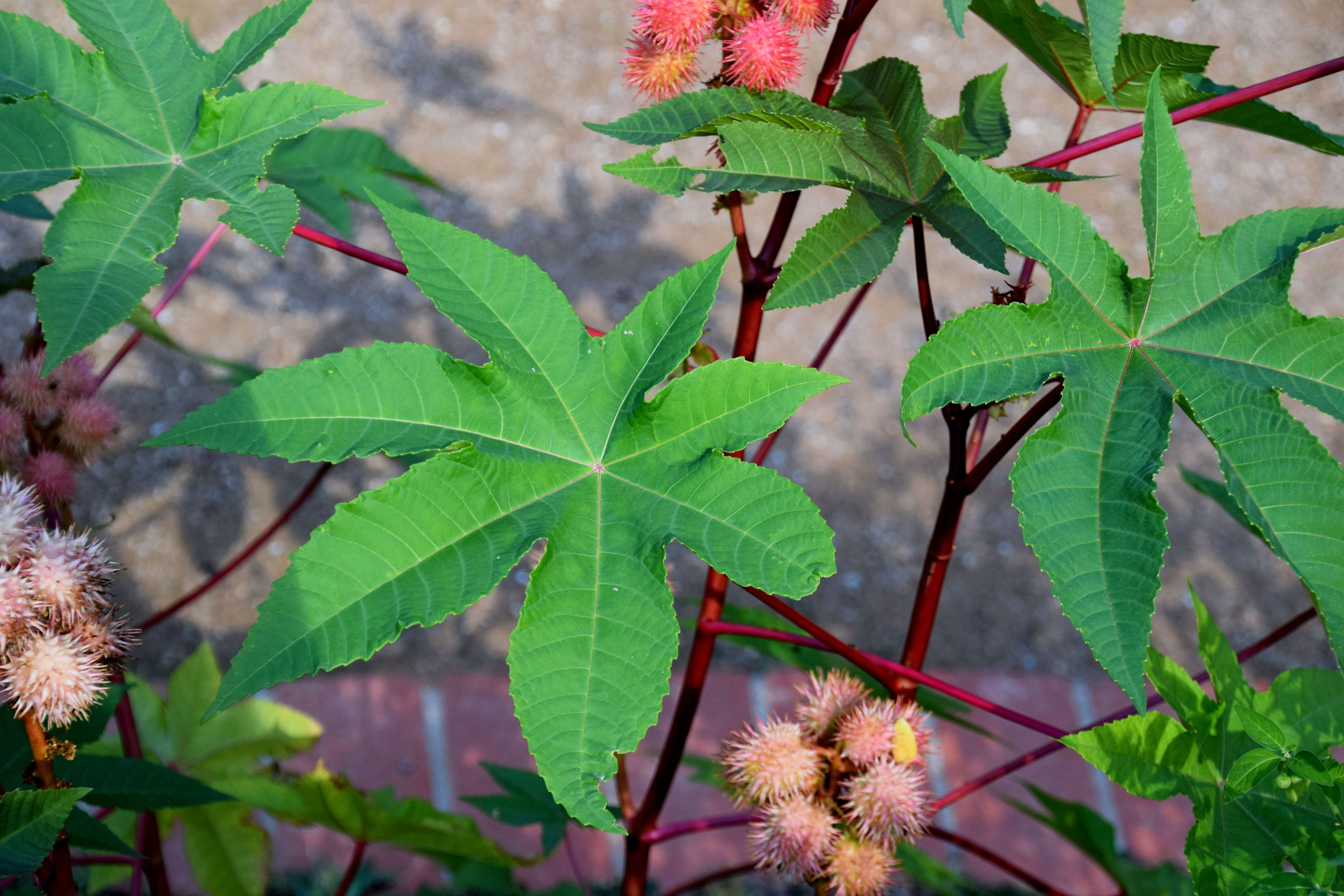 Sivun Ricinus kuva