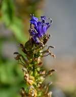 Слика од Lobelia siphilitica L.