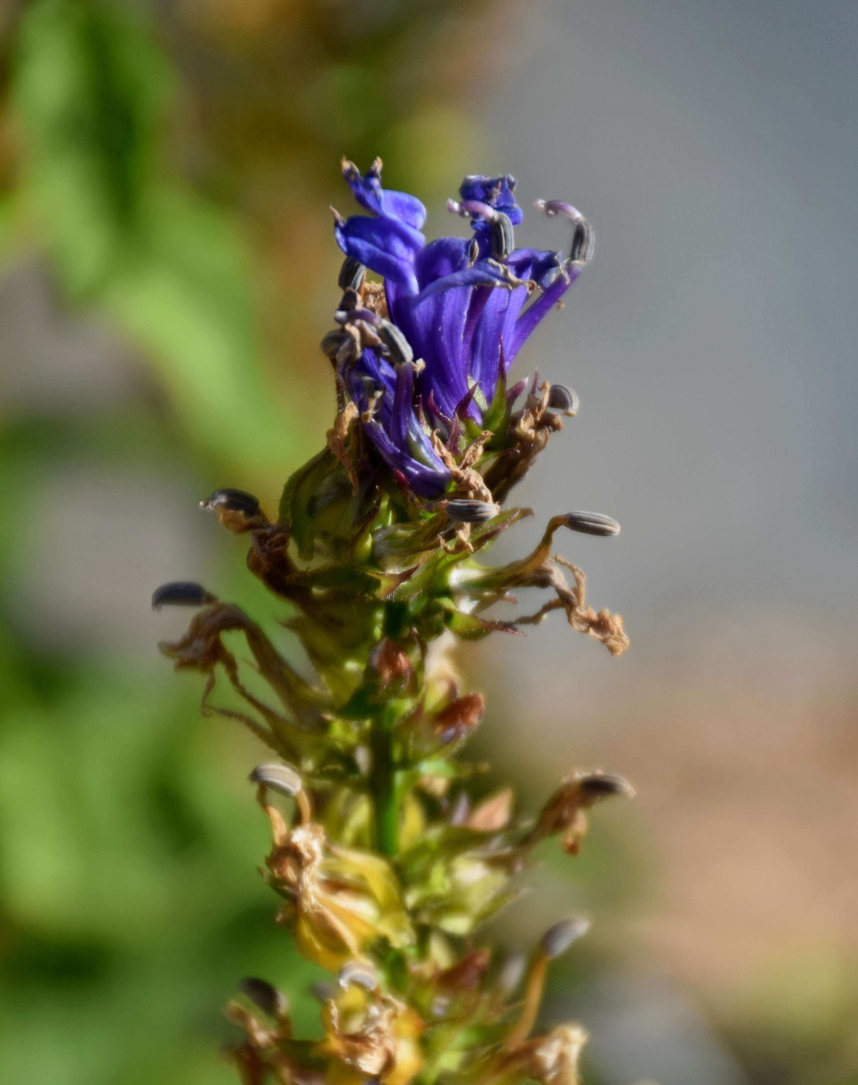 Слика од Lobelia siphilitica L.