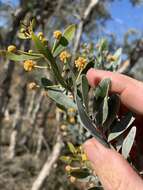 Image de Acacia melleodora Pedley