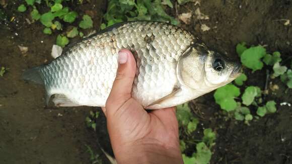 Image of Gibel carp