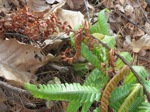 Image of Dryopteris crassirhizoma Nakai