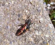 Image of Two-banded longhorn beetle