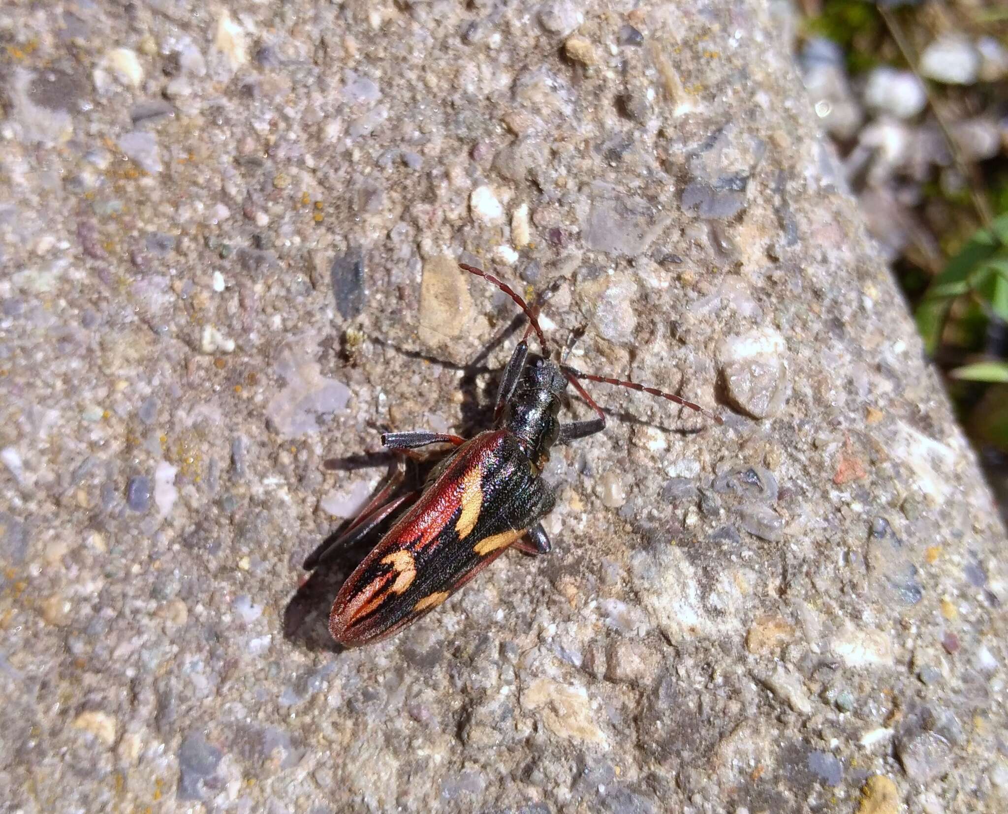 Image of Two-banded longhorn beetle