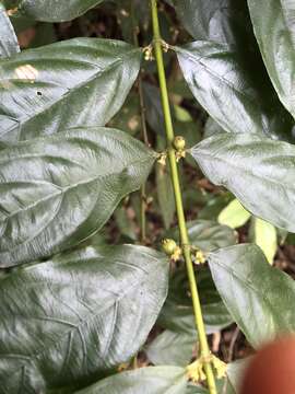 Image de Lasianthus micranthus Hook. fil.