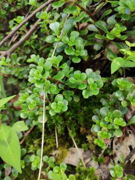 Слика од Sedum emarginatum Migo