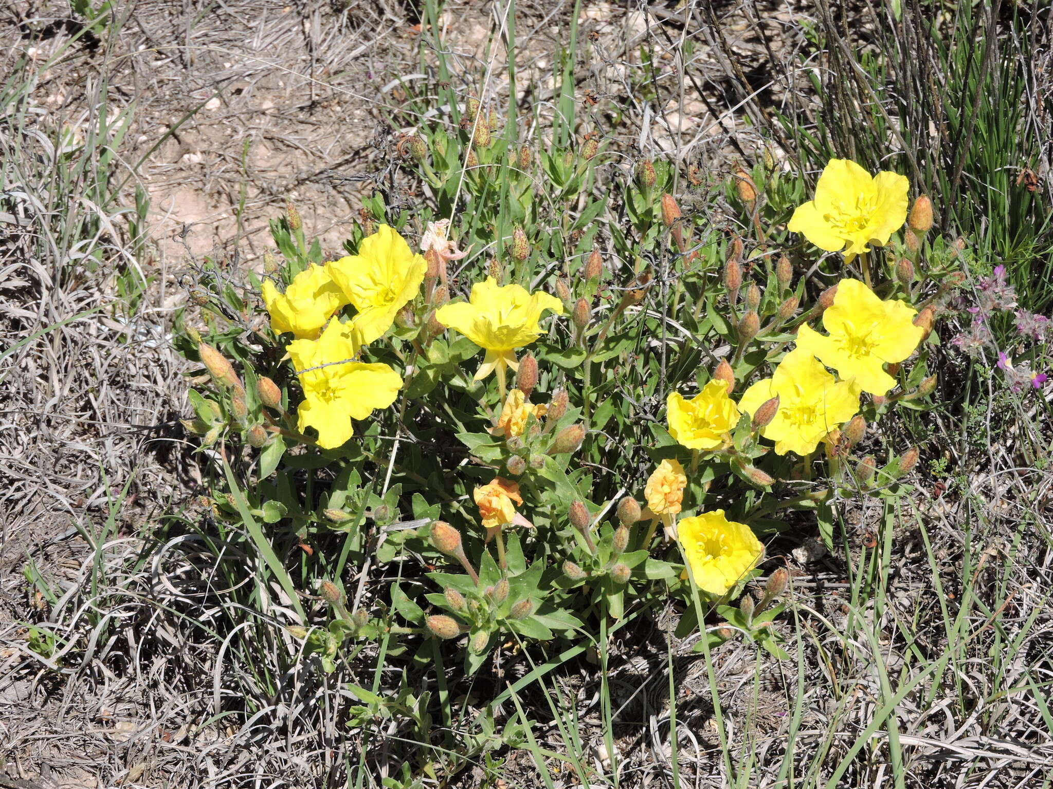 Oenothera hartwegii subsp. pubescens (A. Gray) W. L. Wagner & Hoch resmi