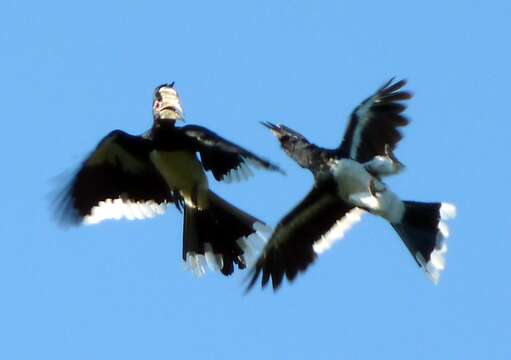 Image of Trumpeter Hornbill