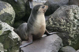 Image of Amsterdam Island Fur Seal