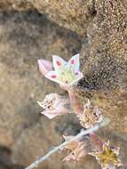 Imagem de Dudleya crassifolia Dodero & M. G. Simpson