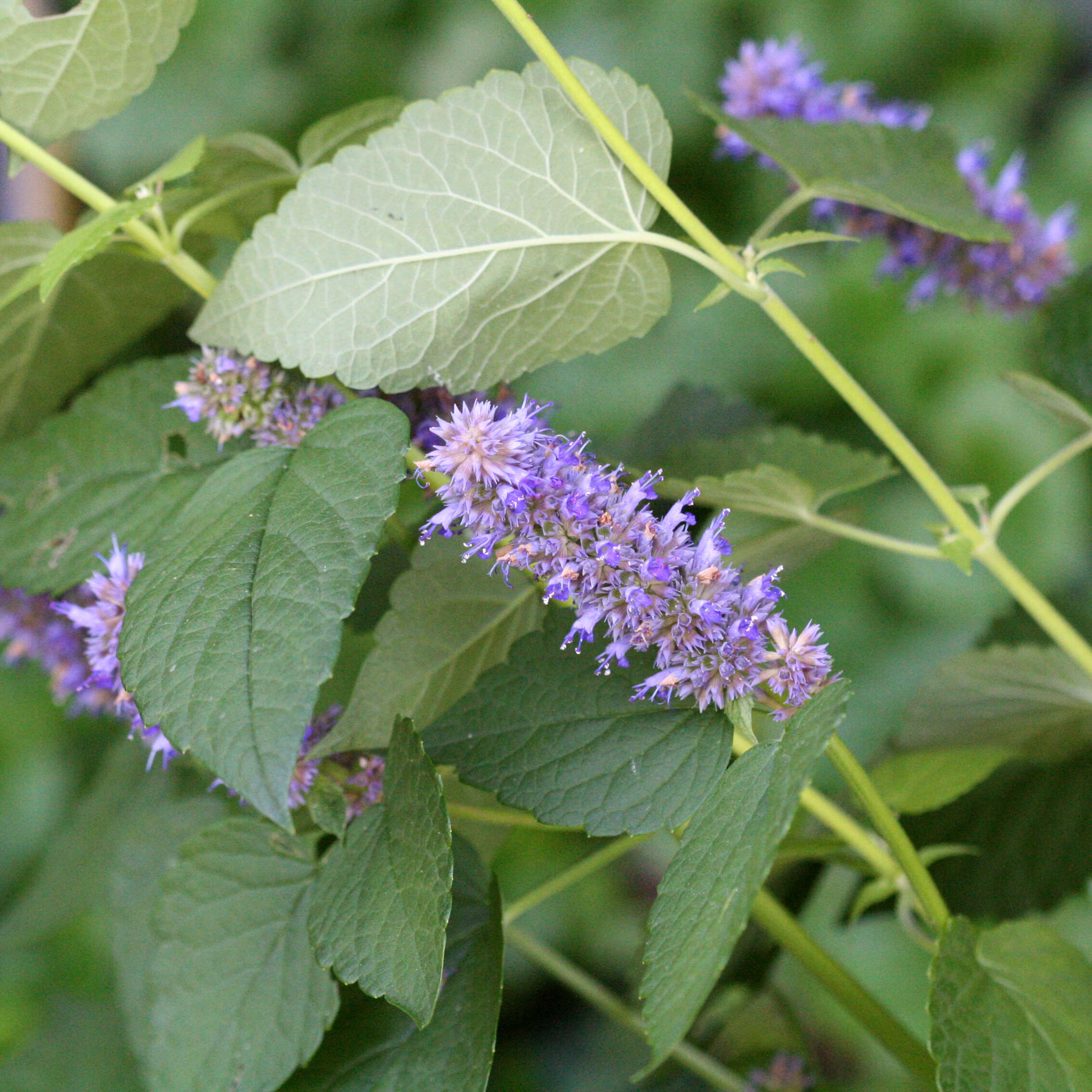 Imagem de Agastache foeniculum (Pursh) Kuntze