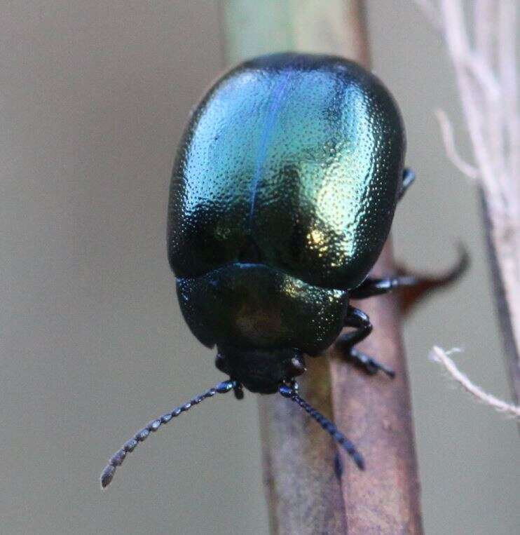 Imagem de Chrysolina (Spheromela) varians (Schaller 1783)