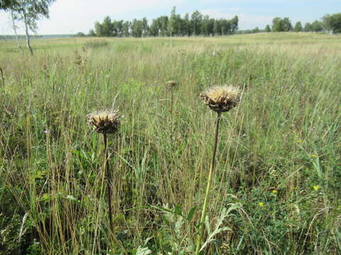 Image of Rhaponticum uniflorum (L.) DC.