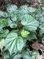 Image of morning-glory begonia