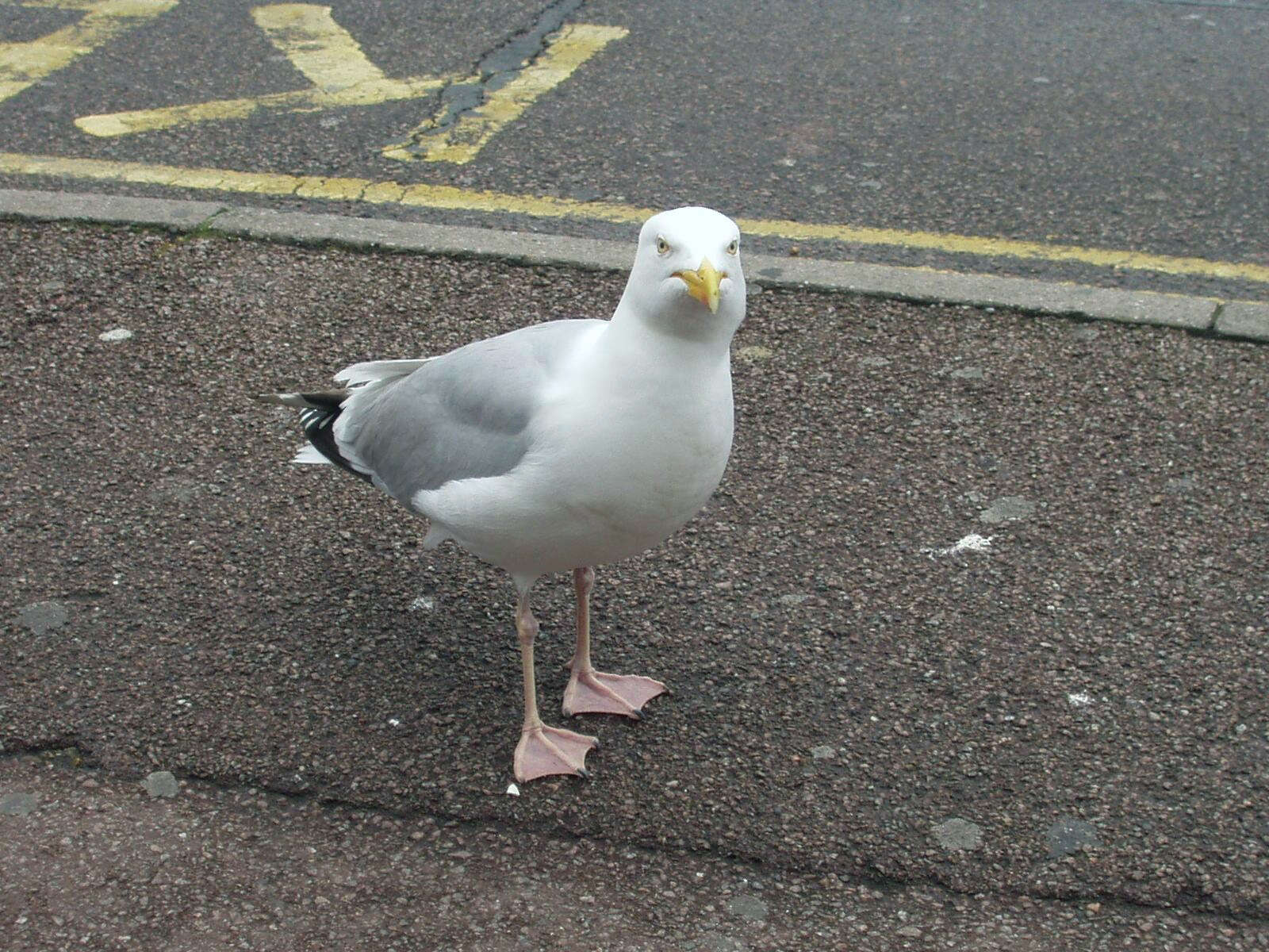 Image of European Herring Gull