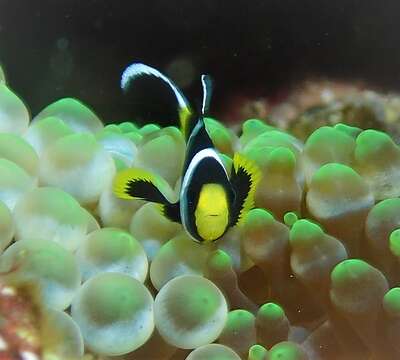 Image of McCulloch&#39;s Anemonefish