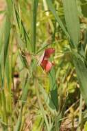 Image of red pea