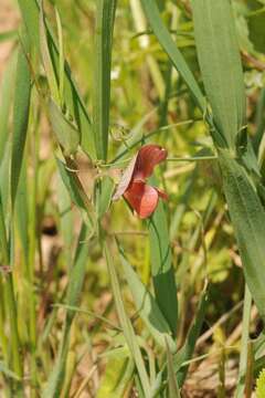 Image of red pea