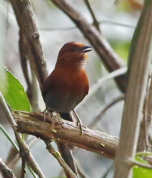 Image of Chestnut-throated Spinetail