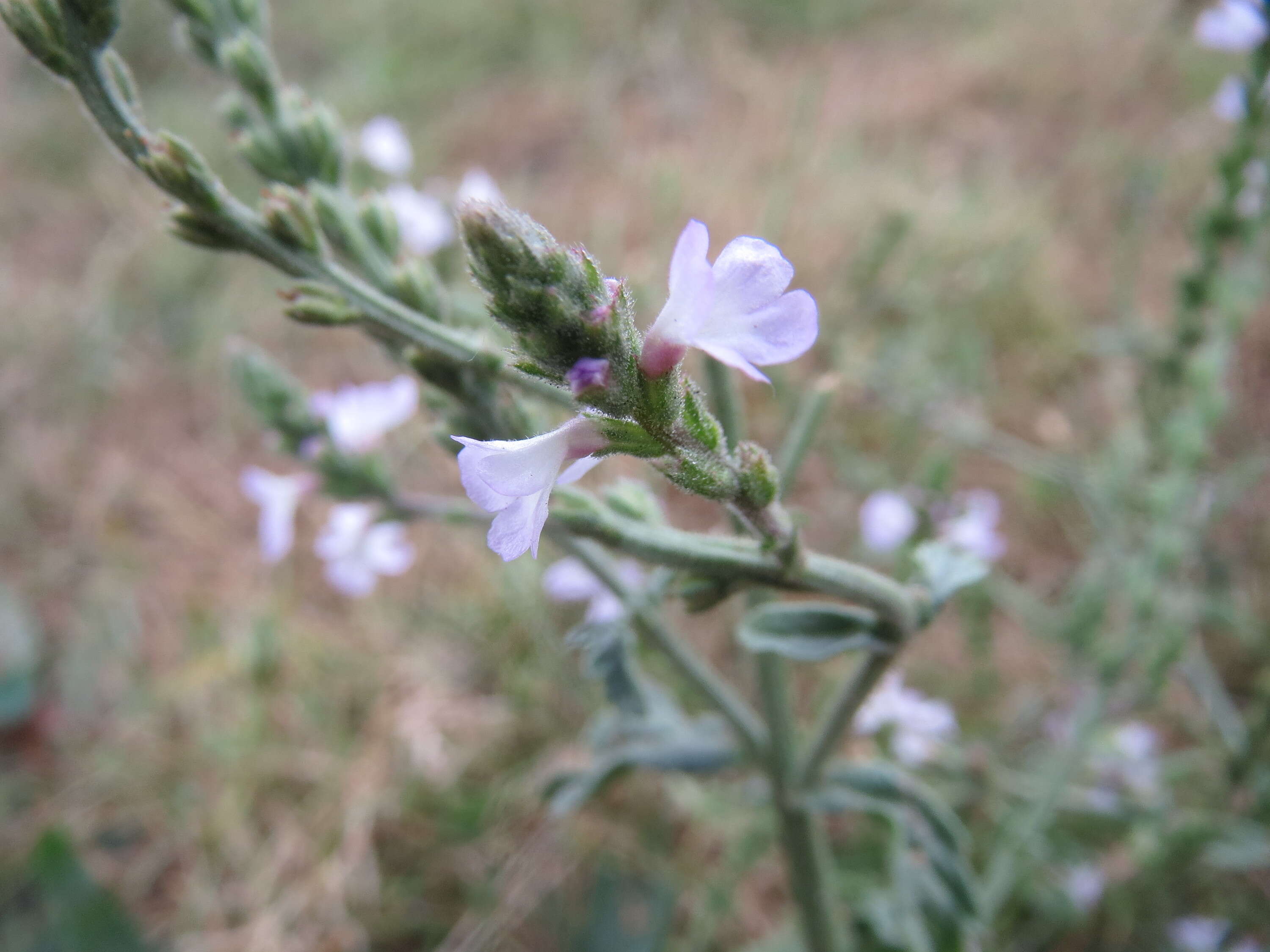 Image of herb of the cross