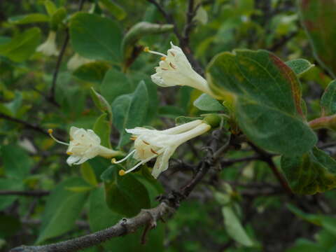 Image of Lonicera caerulea subsp. baltica (Pojark.) N. N. Tzvelev