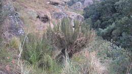 Image of Drakensberg Cycad