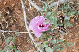 Image of Sturt's desert rose