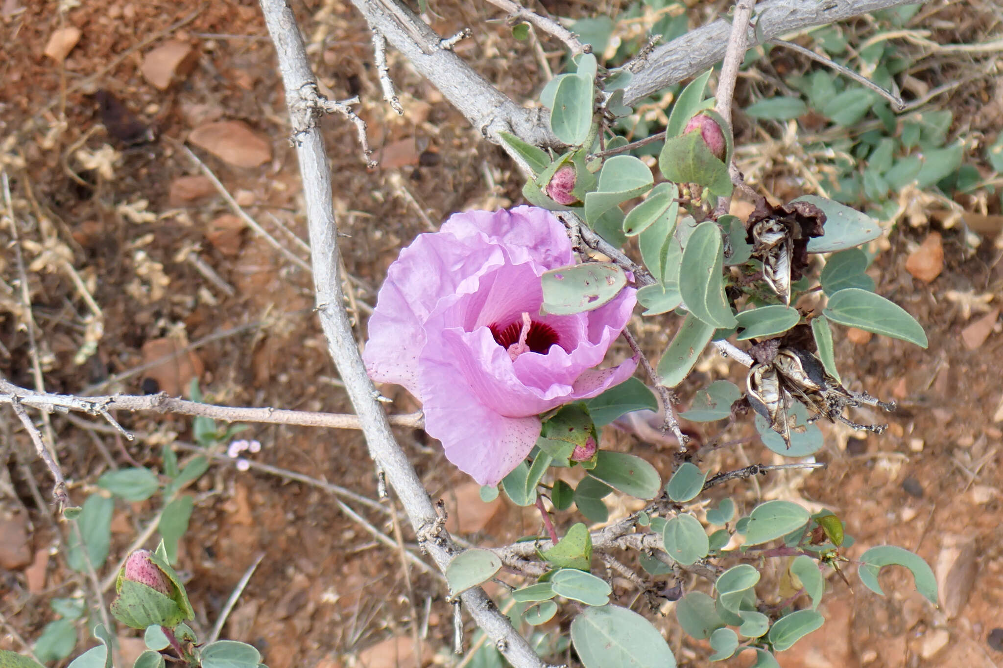 Image of Sturt's desert rose